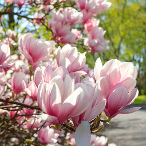 'Alexandrina' (Deciduous)