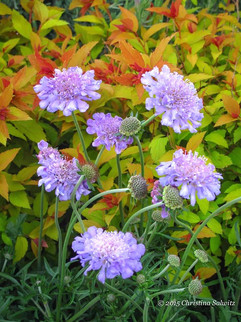Pincushion Flower
May-September
Scabiosa columbaria 'Blue Note' (Dwarf Pincushion Flower)
Large flowering and floriferous bloomer produces clear blue button flowers that are great cut. Full sun and well drained soil.
Deciduous
Exposure Full sun
Color Blue / Purple
Height 13in - 24in
Habit Mound
Water Keep soil evenly moist
Category Perennials
Deer resistant
Plant descriptions: T&L