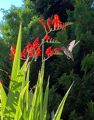 Hummingbird drinking nectar from a Lucifer crocosmia