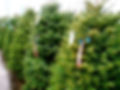 Christmas tree lot in Bellevue, WA
