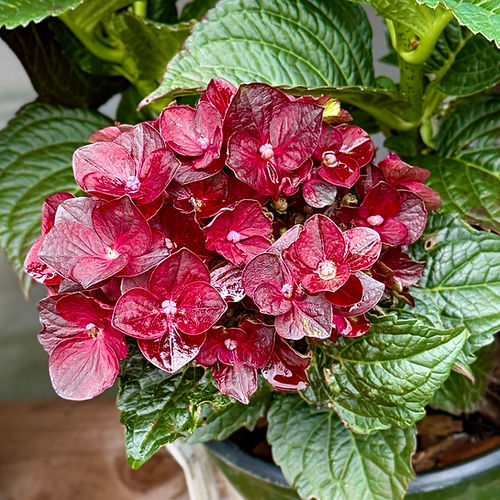 Ruby Centennial hydrangea