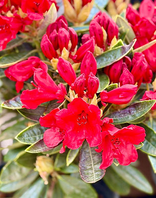 'Whitney's Dwarf Red' rhododendron
