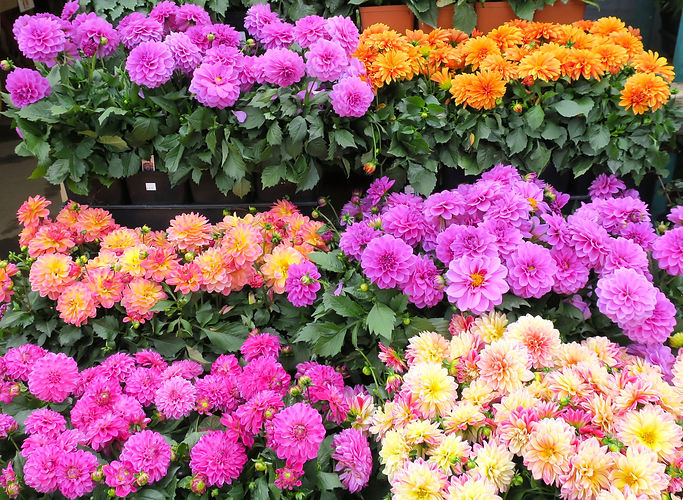 Dahlias_group_cropped_IMG_1926_OWNED.jpe