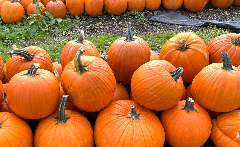 Rows of carving pumpkins