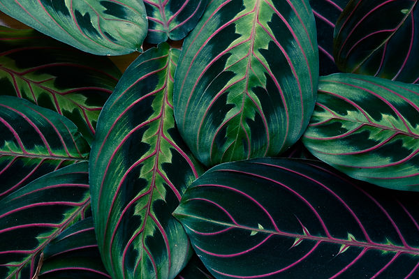 Indoor Plant