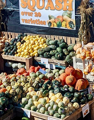 Large bins of different winter squash at Newcastle Frut & Produce Co.