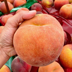 Washington-grown O'Henry perach in hand