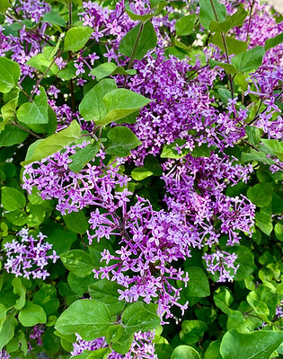 Syringa lilac 'Bloomerang Dark Purple'