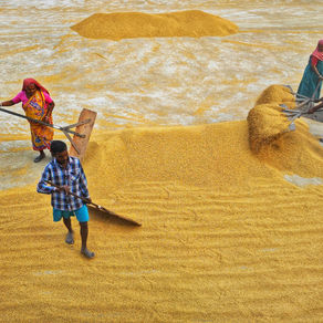 Unit Economics in Agriculture: The Hidden Math Behind Profitability