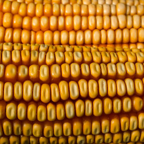 Unlocking Profitability: How Metrics-Driven Agriculture can Transform Productivity in Farming