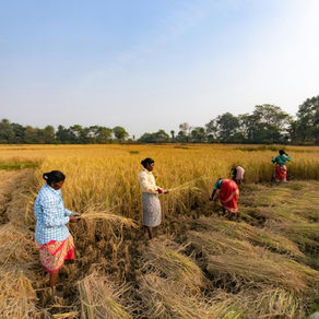 Post-Harvest Management: The Hidden Half of Agriculture—And Where Profitability Truly Lies