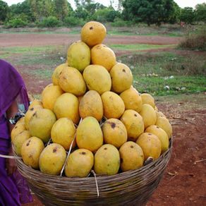 Summer Lovin': The Joys of Mango Season