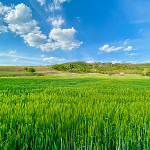 Embracing the Future: Automation in Agriculture with Artificial Intelligence