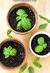 Growing Basil_ How to Propagate, Chop & 