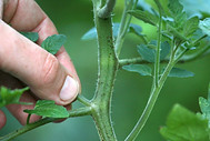 Pinch the top of plants.jpg