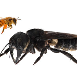 In the Footsteps of Giants