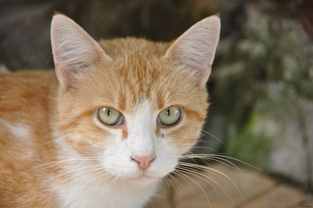 Do Cats Know Too Much?