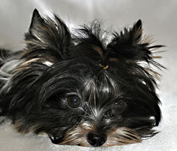 Tuxedo at 5 months old