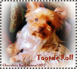Lovely Toots - Chocolate Yorkie