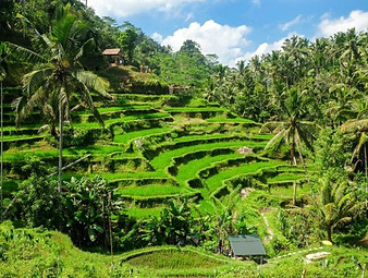 Bali Sehenswuerdigkeiten - Tegallalang Reisterassen