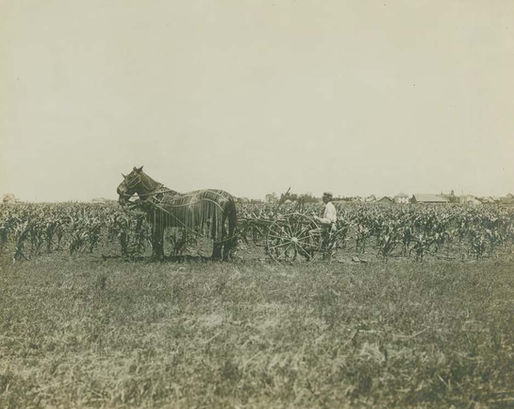 J.W. Parmley papers