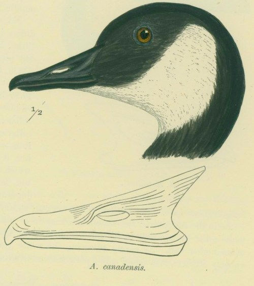 Canada Goose head illustration with anatomical beak diagram.