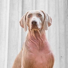 Everett Headshot.png