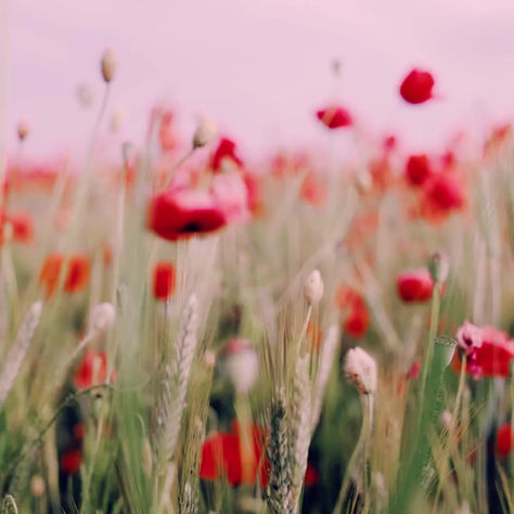 A Flowers Perspective