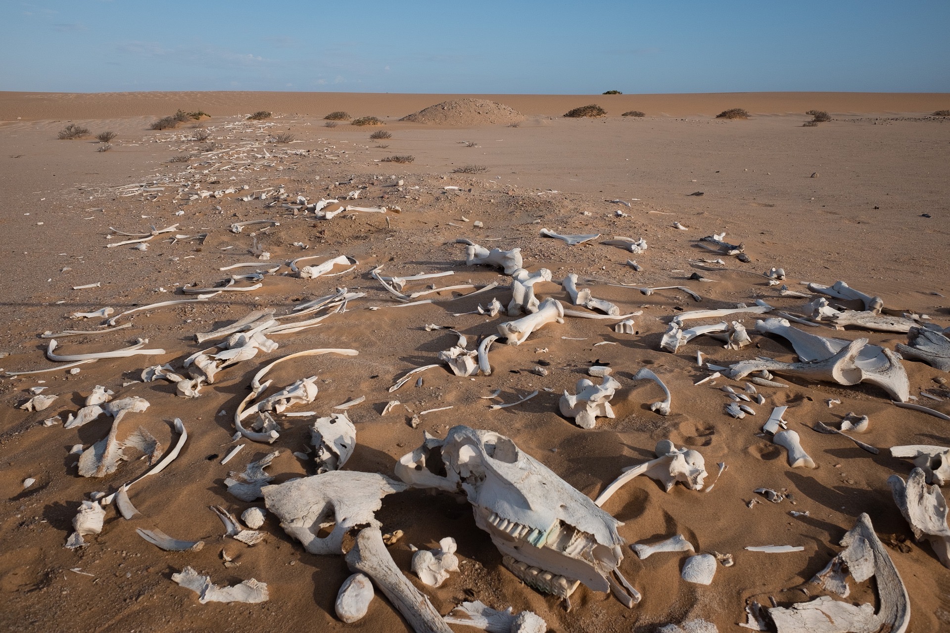 valley of dry bones