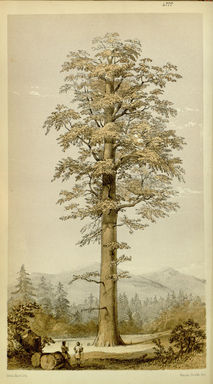 Giant Redwood Botanical Print - Biodiversity Heritage Library