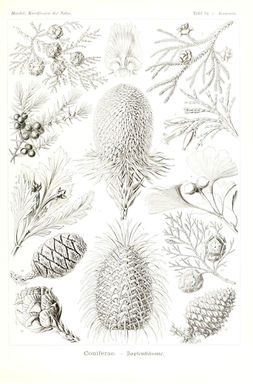 Giant Redwood Botanical Print - Biodiversity Heritage Library