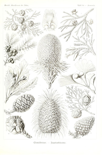 Giant Redwood Botanical Print - Biodiversity Heritage Library