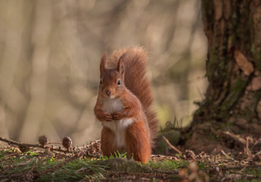 The Dunollie Grounds boast a small ‘scurry’ of Red Squirrels. 