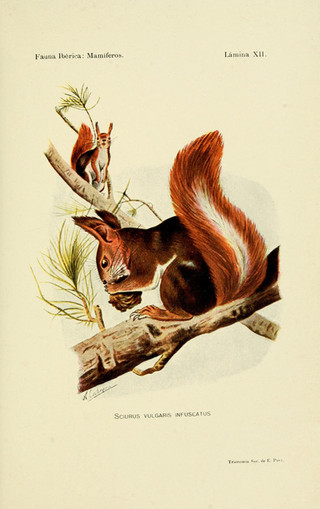 The Red Squirrel (Sciurus Vulgaris)
