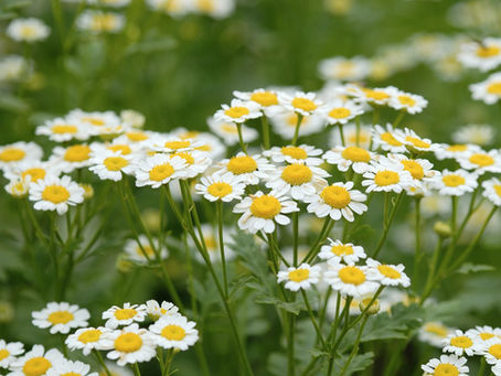 From Garden to Home Series: Chamomile – A Cup of Comfort from Garden to Home