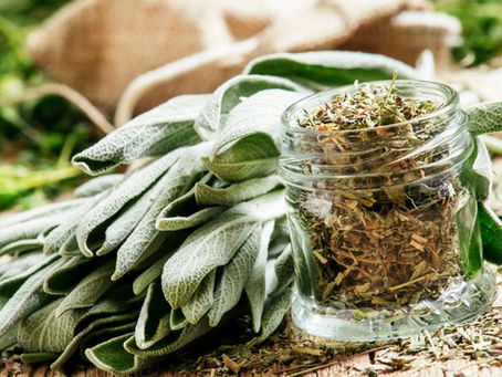From Garden to Home Series: Sage – An Ancient Herb for Modern Living