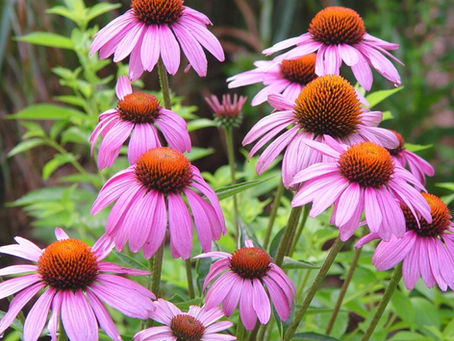 From Garden to Home Series: Echinacea – The Beautiful Flower with Powerful Benefits