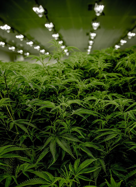 Next%20Green%20Wave%20Cannabis%20plants%20in%20California%20_edited.jpg