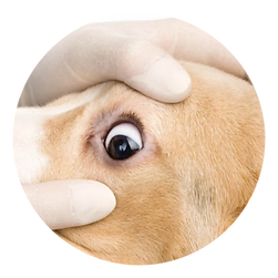Ultrassom-ocular-RadiusPet.png