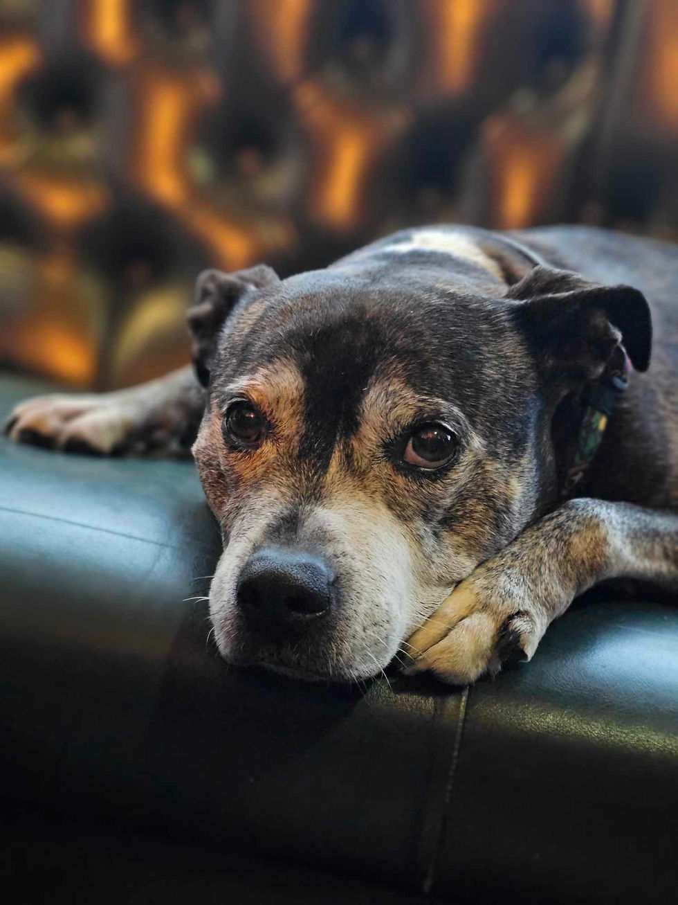 Mya relaxing in her study. Not pictured; a snifter of port and a smoking jacket.