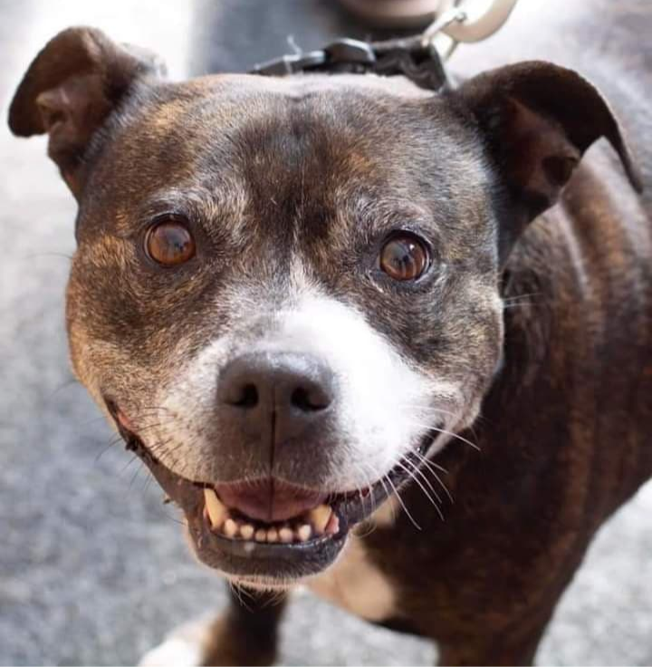 Mya when she first came to live with us. How happy is she?