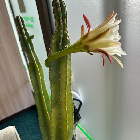 【あなたは聞いていますね⁉】