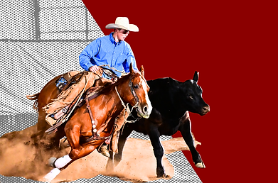 Reining cow horse working cow