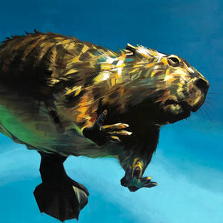 Beaver
