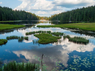 "Die Klimakrise hat unseren Wald fest im Griff", Özdemir zu dem deutschen Waldzustand