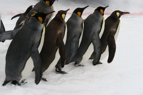 Penguins in a line, conforming.