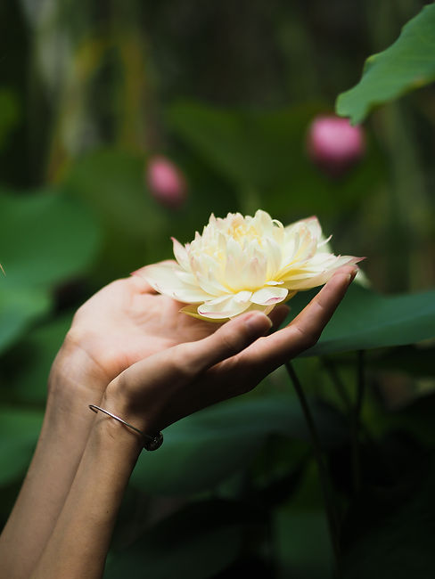 close-up-female-hands-holding-big-yellow-lotus-flo-2025-01-16-11-47-55-utc.jpg