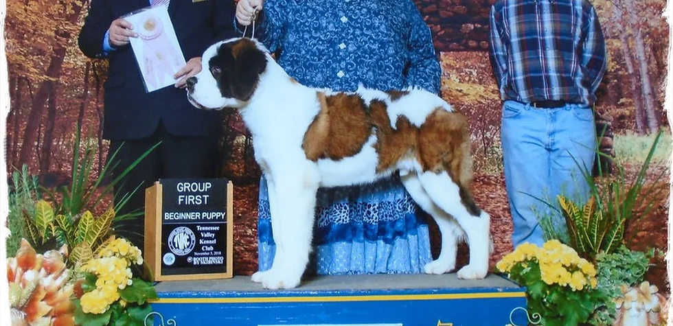 st bernard breeders