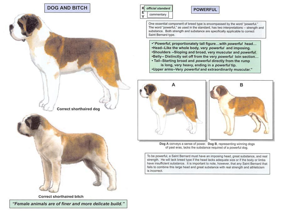 AKC St Bernard Breed Standards Pg. 2