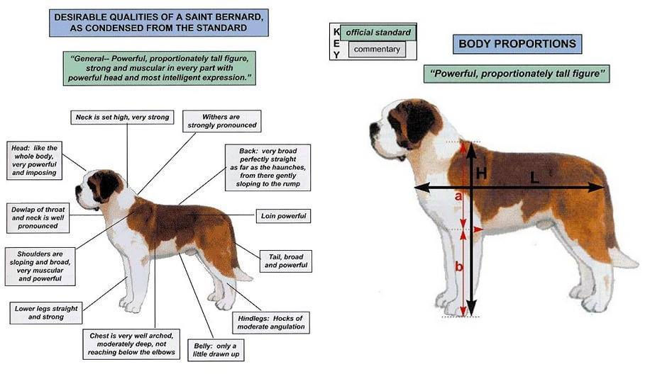 AKC St Bernard Breed Standards Pg. 1